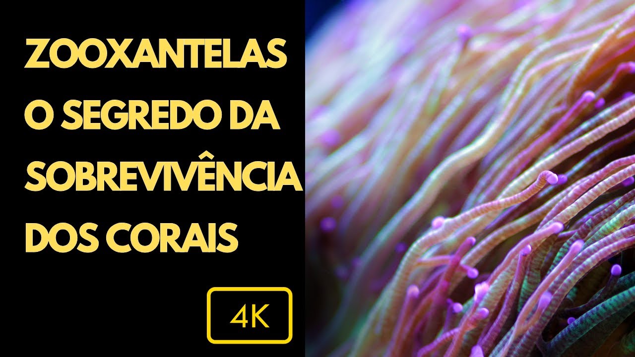 Zooxantelas e Corais no Aqu&aacute;rio Marinho: O Segredo da Sobreviv&ecirc;ncia