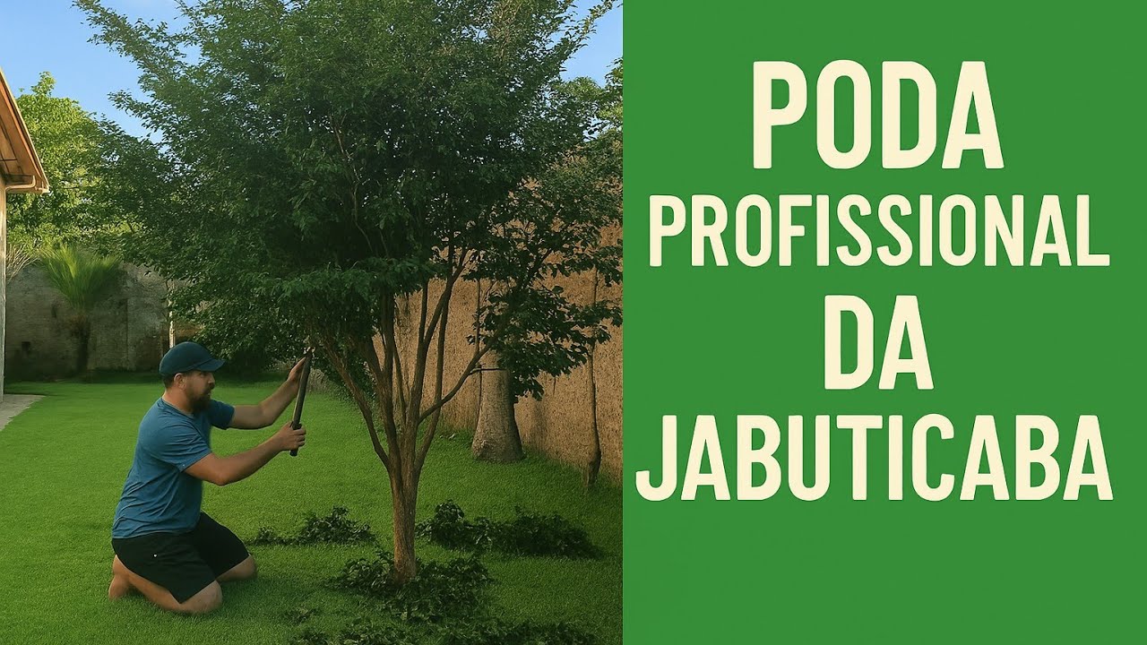 Poda profissional da jabuticaba. Uma obra de arte.