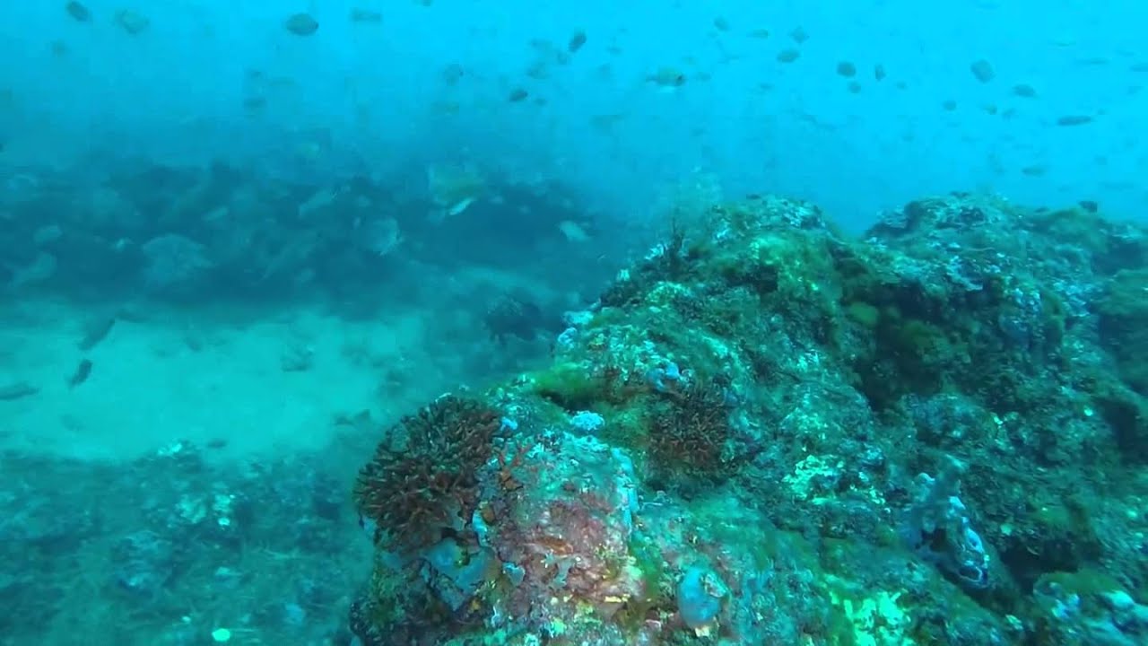 caccia alle murene   e non solo
