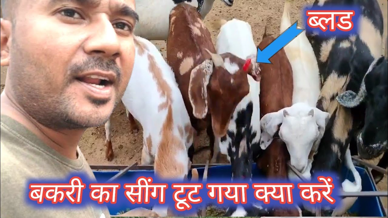 Bakri Ka Sing Toot Gya Kya Kare |