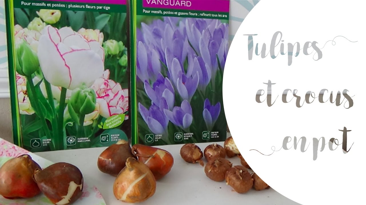 ✿ Bulbes de printemps : planter des tulipes et des crocus en pot