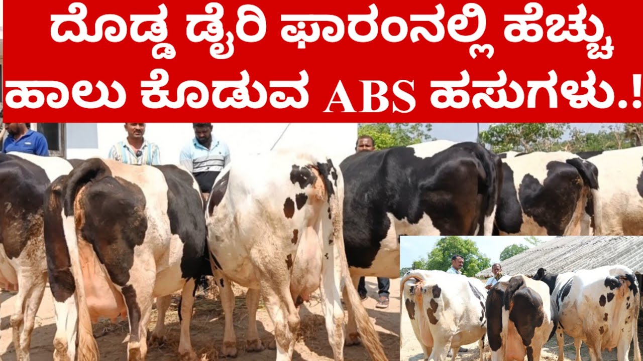 ದೊಡ್ಡ ಹಸು ಡೈರಿ ಫಾರಂನಲ್ಲಿ ಹೆಚ್ಚು ಹಾಲು ಕೊಡುವ ABS ಹಸುಗಳು.! ಒಂದಕ್ಕಿಂತ ಒಂದು ಹಸು ಸೂಪರ್.!