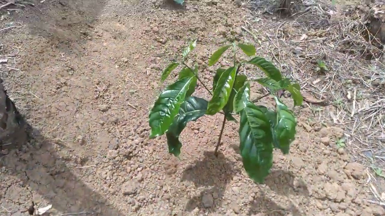 Cara Perawatan kopi sistem pagar kopi robusta, kopi Kerinci