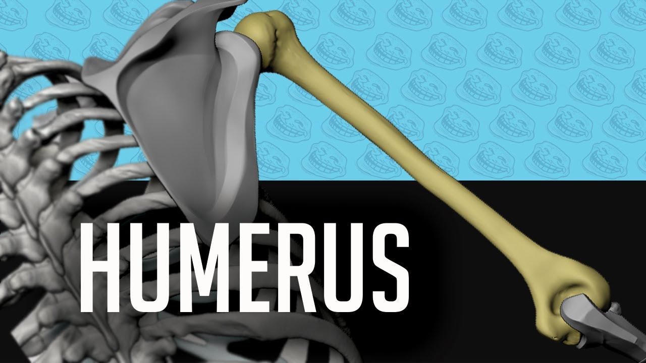 Humerus (skeleton of the arm) - the Upper Limb bone anatomy for artists