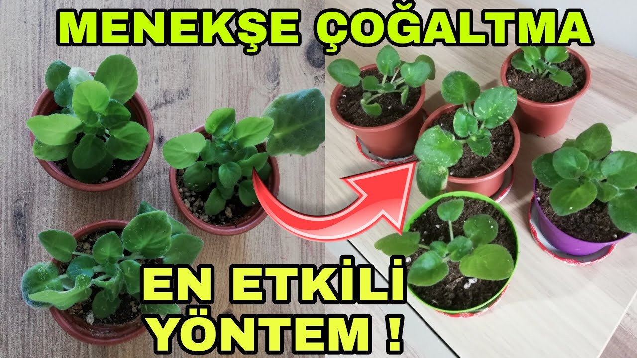 Menekşe çoğaltma, menekşe yavru ayırma nasıl yapılır?