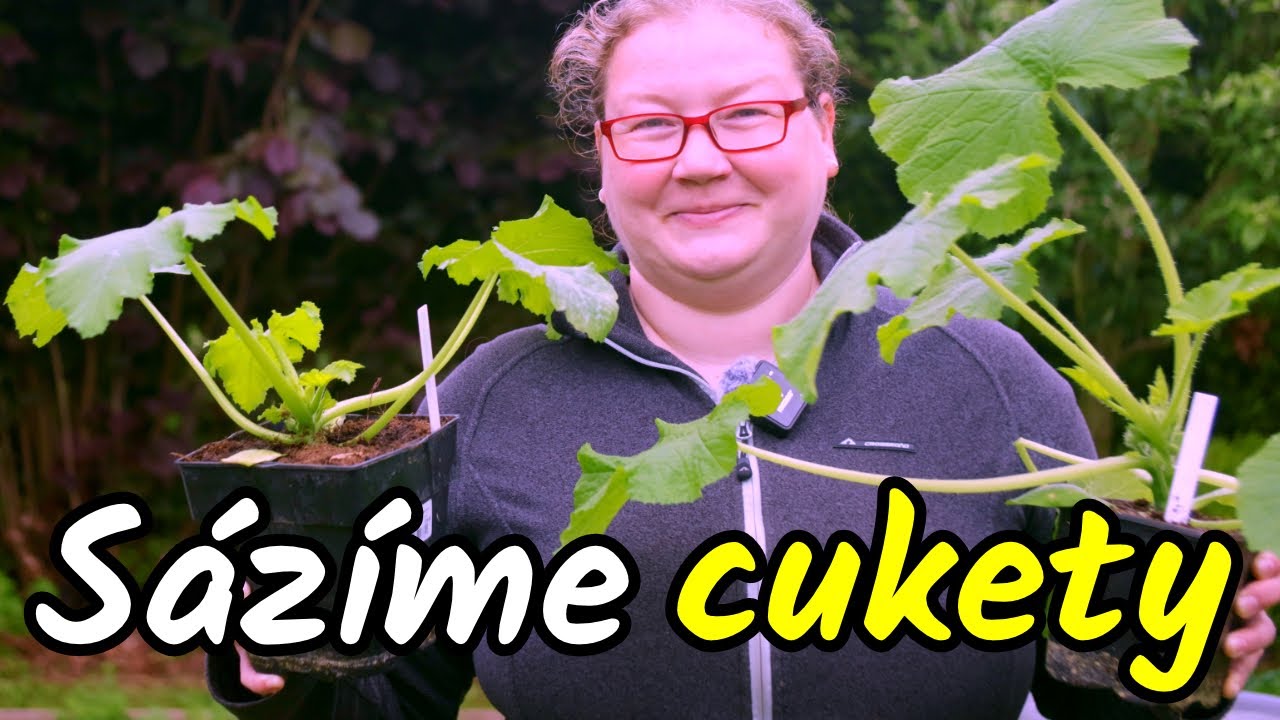 👩‍🌾🍆 Jak a s čím vysadit CUKETY aby zabraly méně místa na záhonech? Výsadba cuket do záhonu