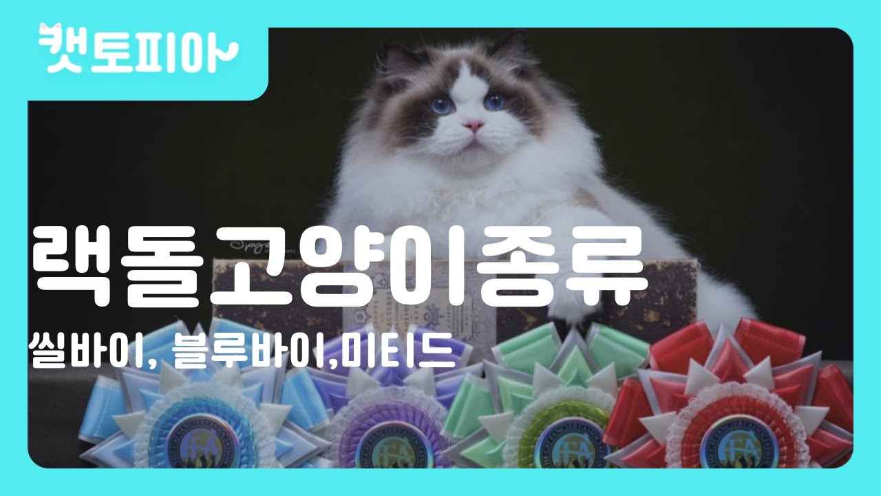 렉돌 고양이 종류 정리