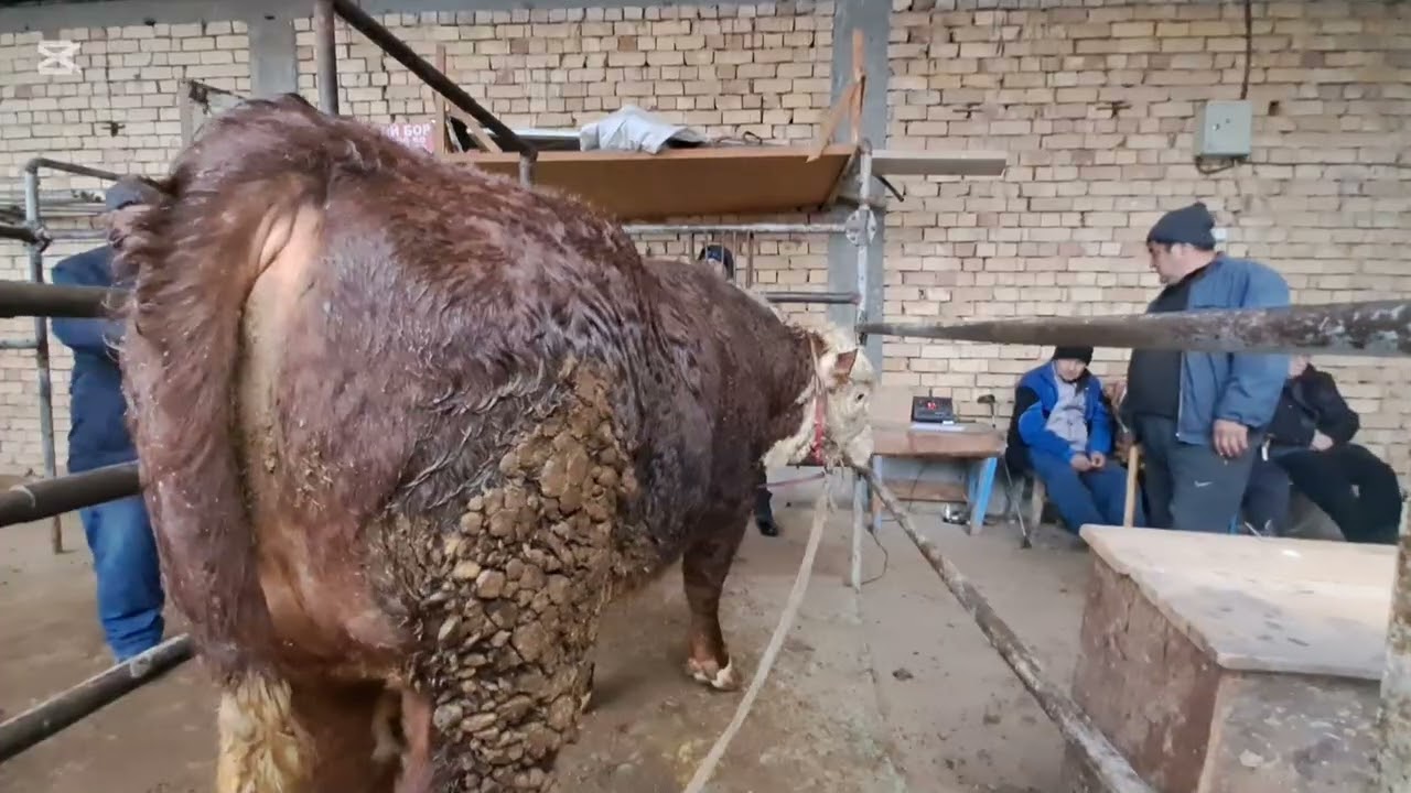 Sho‘ro chorva mollari bozoridan video abzori 04.03.2026 