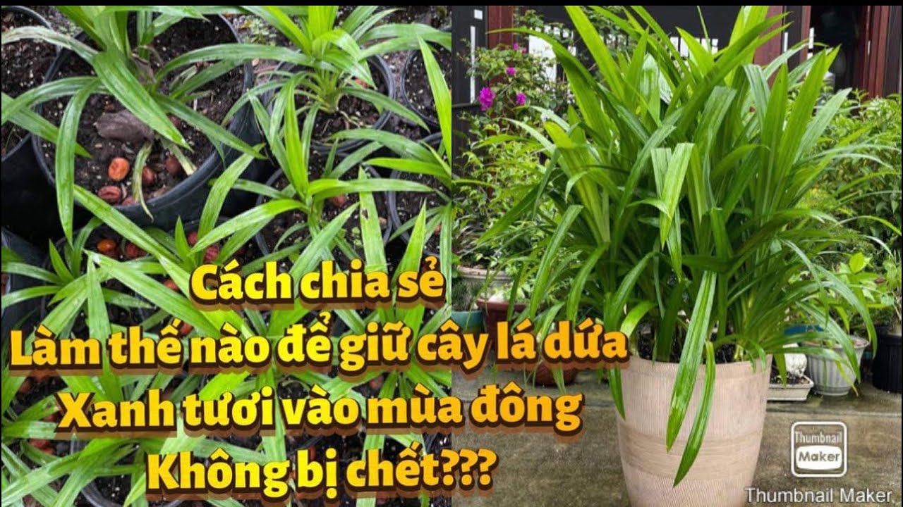 Cách chia sẻ làm thế nào để giữ cây lá dứa xanh tươi vào mùa đông mà ko bi chết???
