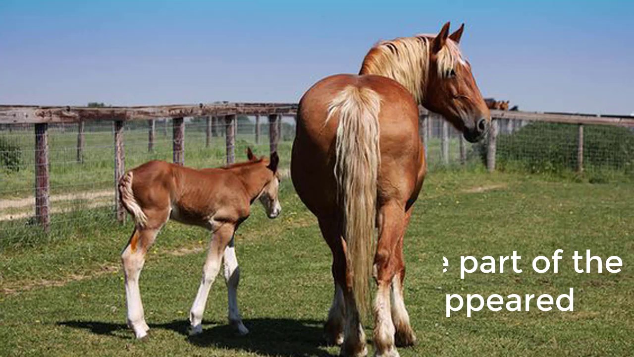 Suffolk Punch Breed Video 1