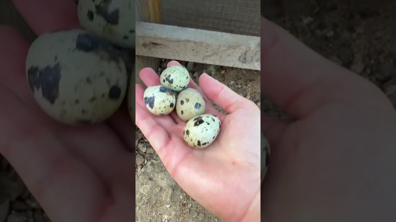 Always a good day to gather quail eggs! #quaileggs #egg #eggs #homesteading #farmfresh