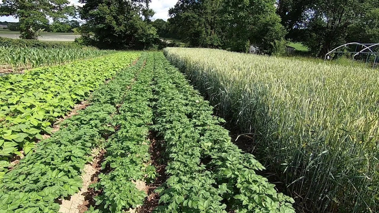 Suivi des cultures et dernier binage des haricots borlotto au jardin vivrier