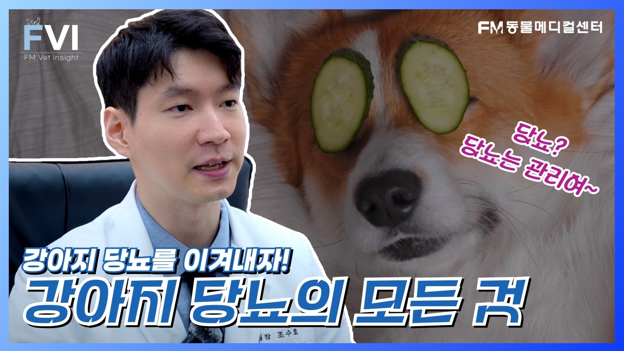 강아지 당뇨를 이겨내자! 강아지 당뇨의 모든것