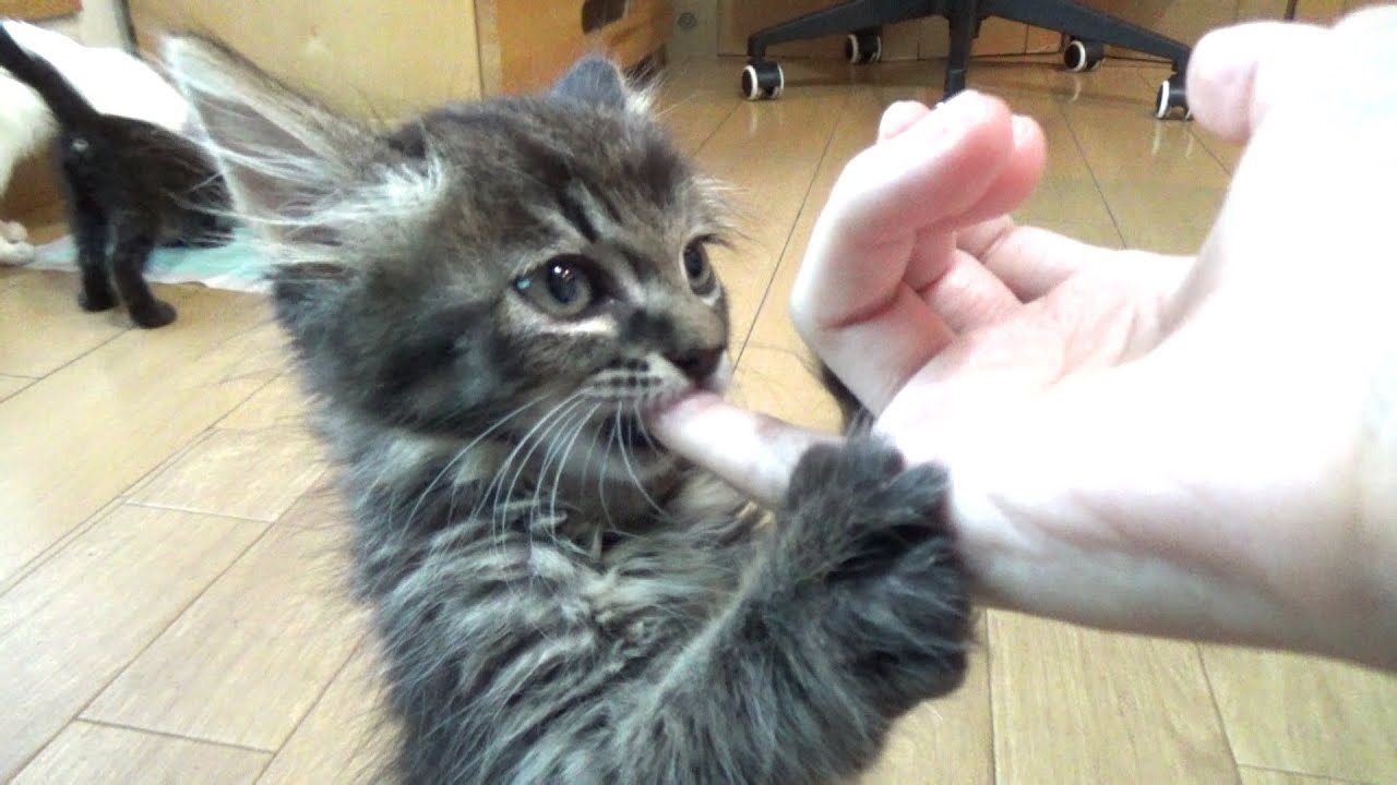 眠くなると指しゃぶりをせがむ子猫 【生後55日】