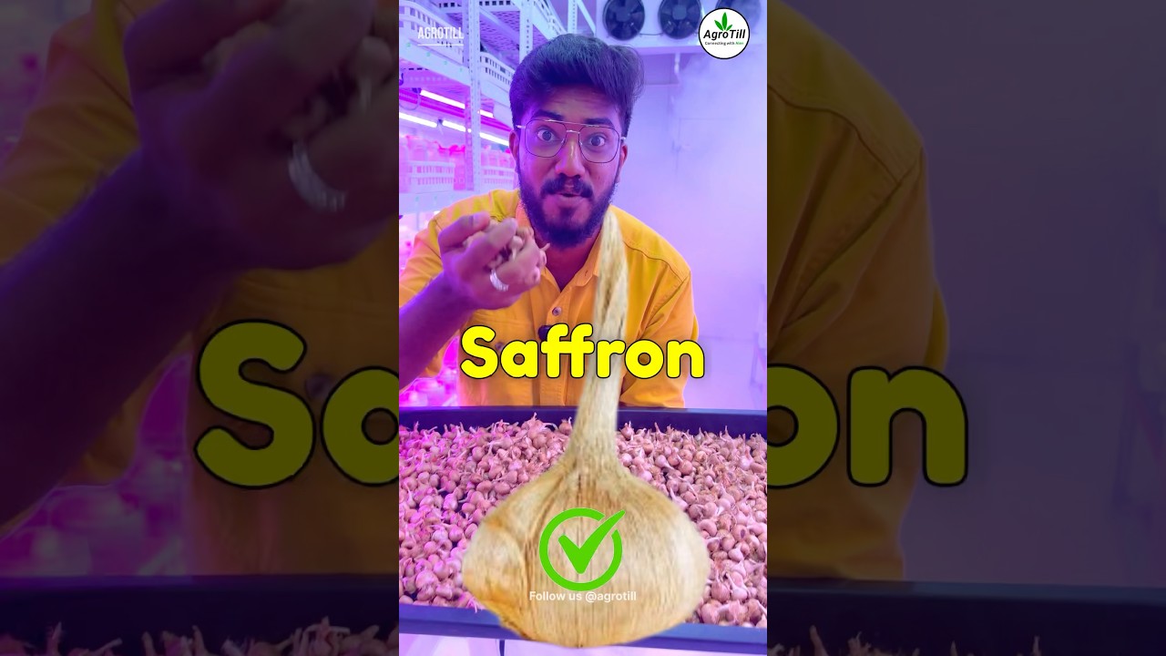 Aeroponic Saffron 🌸 Farming is 🔥/ Can Money 💰 Grow On Containers 🚛 ?