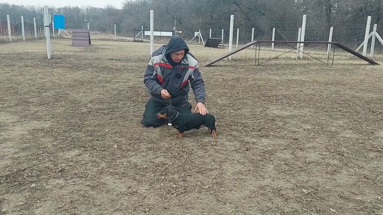 Tacskó kutyakiképzés oktatás