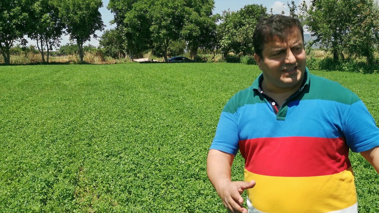 Yonca Yetiştirmenin  En kolay Yolu - Püf noktası