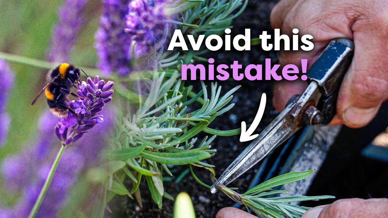 When & How to Prune Lavender (for More Blooms) 🌿✂️