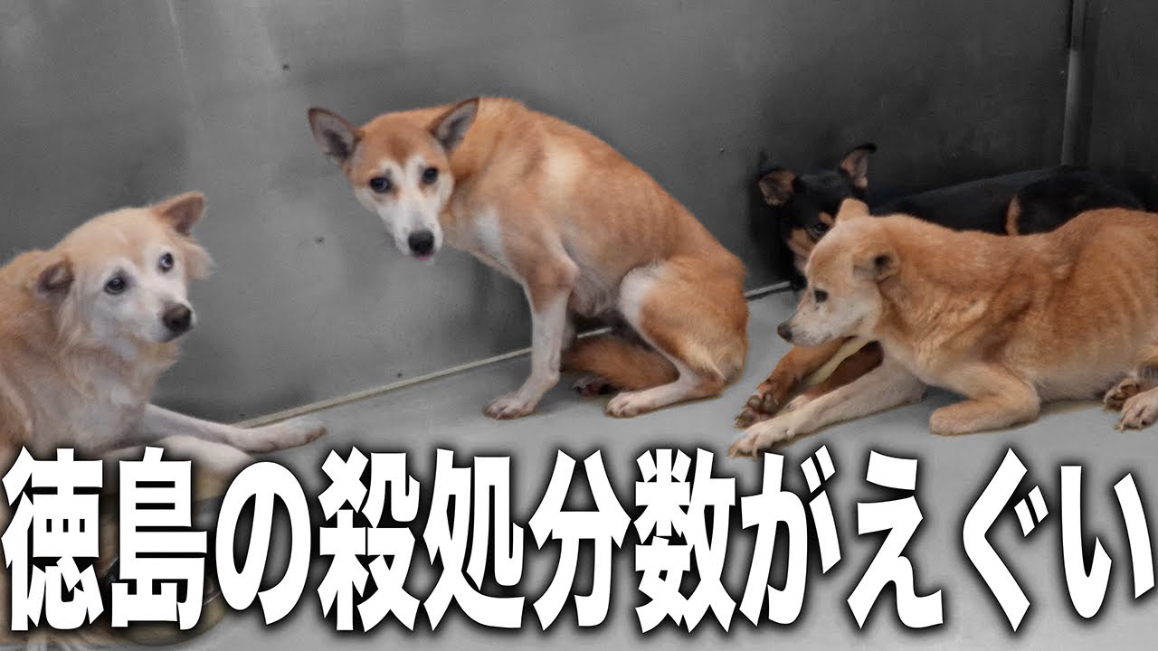 【犬多すぎる】殺処分数過去１位の徳島に今日も行ってきたけど収容頭数が多すぎる...