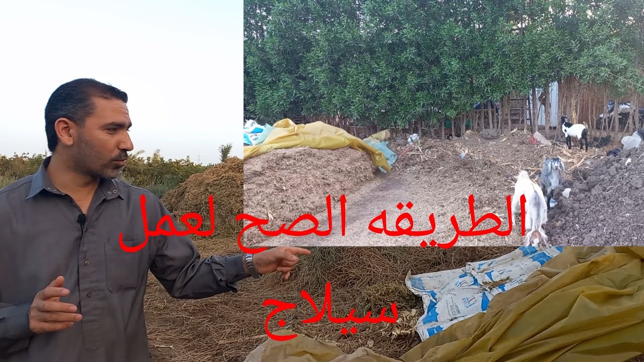 الطريقه الصح لعمل السيلاج وكمان اعرف ترفع قيمة الغذائيه(ترفع نسبة البروتين فيه ) ينفع البرسيم سيلاج.