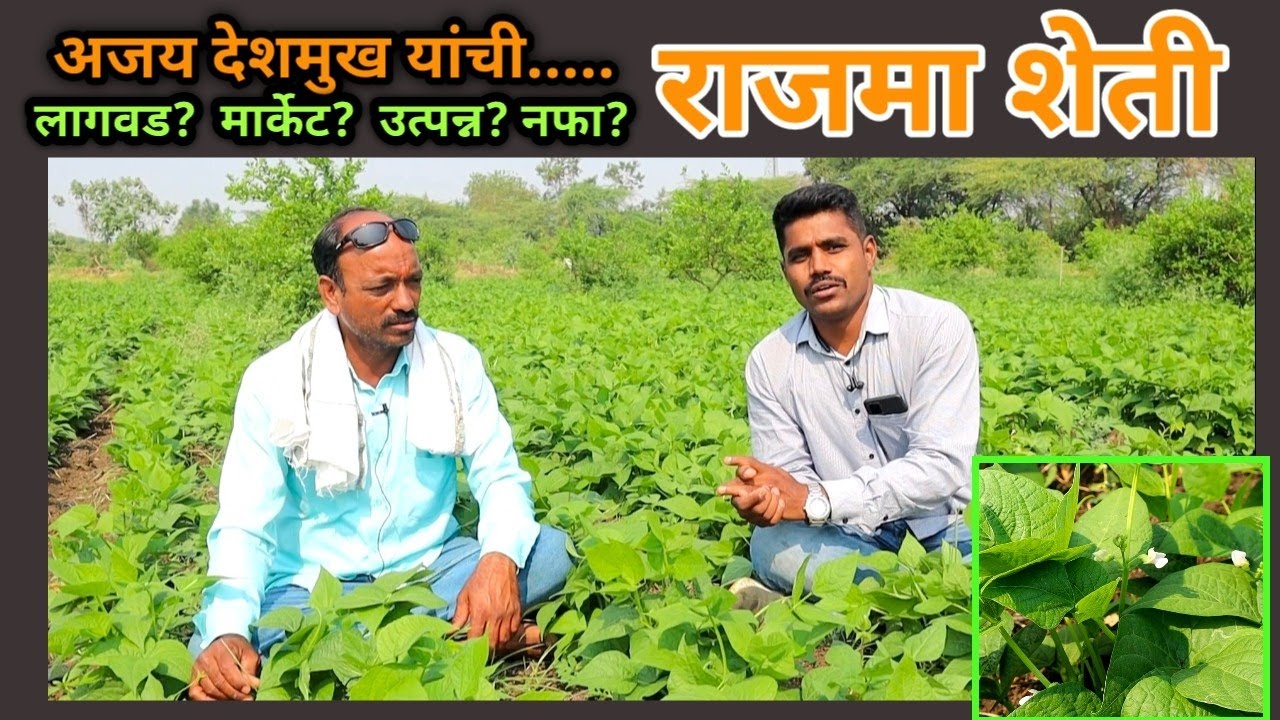 अजय देशमुख यांची राजमा शेती #शेती #राजमा