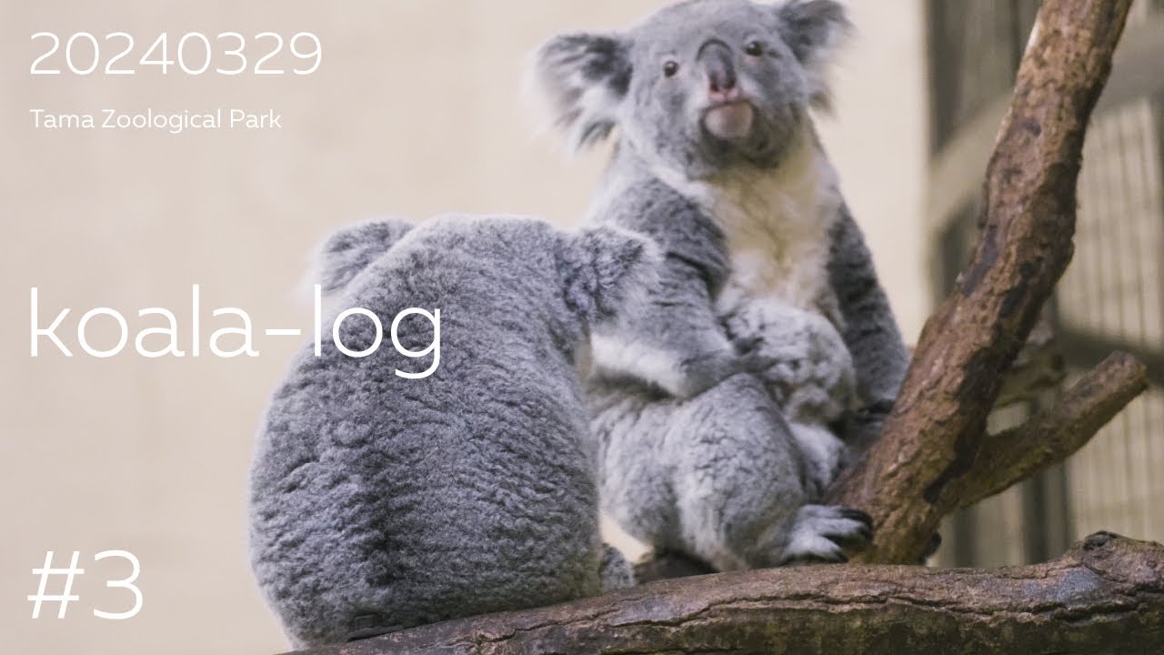 [koala-log] コアラログ #3 多摩動物公園 240329 🐨