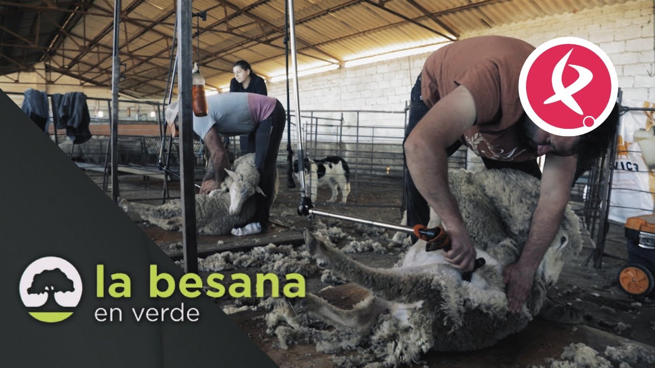 El arte de la esquila | La Besana en Verde