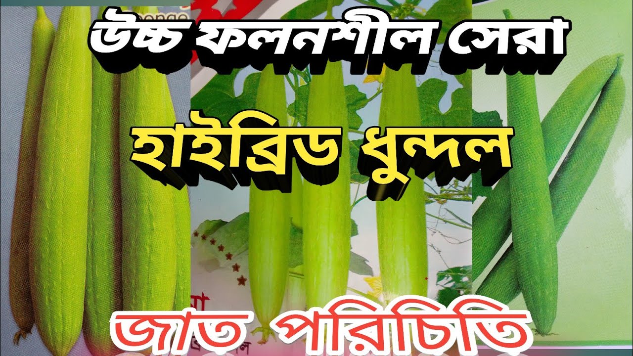 ধুন্দলের জাত পরিচিতি ২০২৫-Introduction to dhundal varieties.