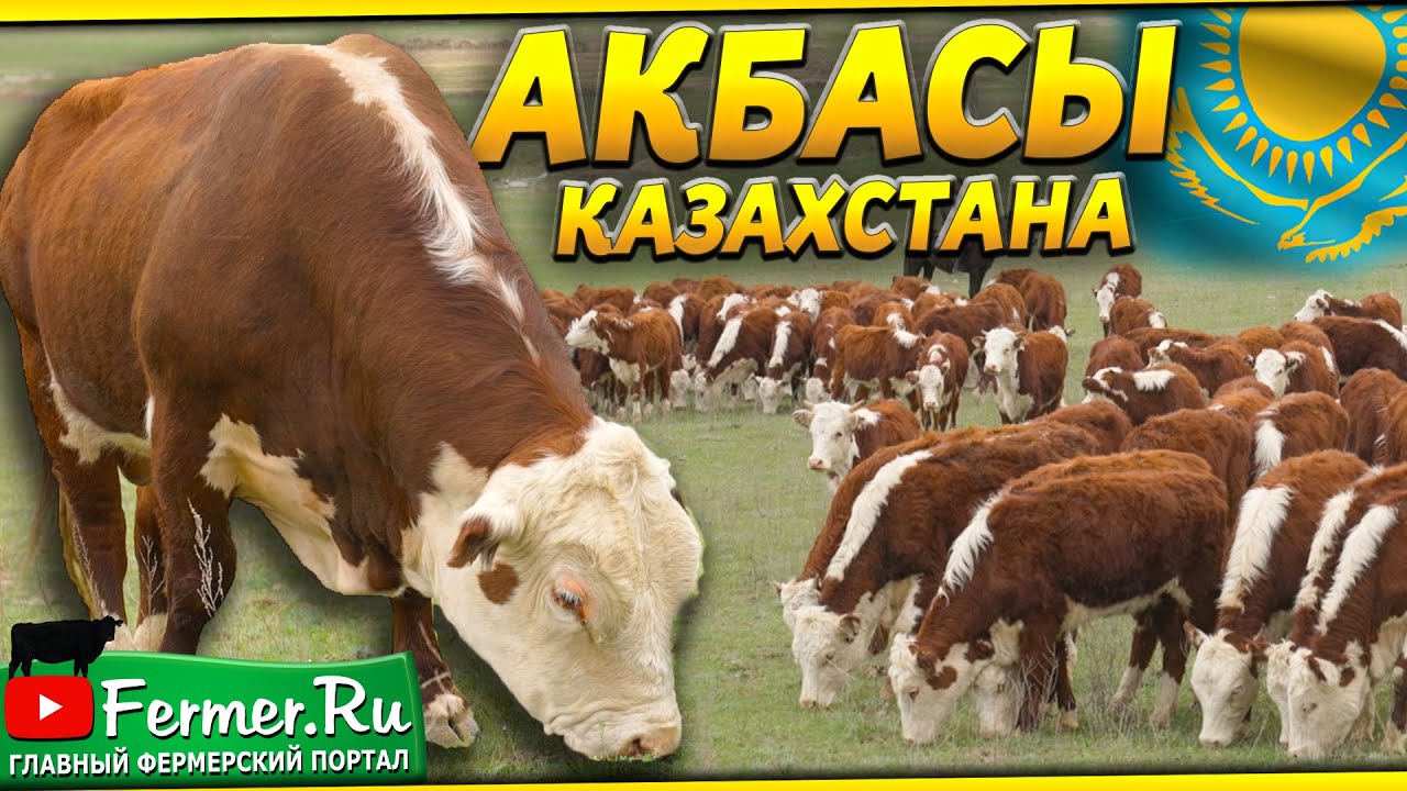 850 маточного поголовья коров Казахской белоголовой (Акбас) + лошади. Хозяйство Елдоса Ушкемпирова