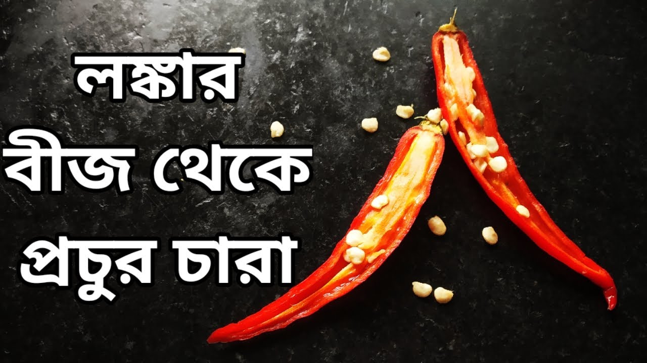 লঙ্কা গাছের চারা বাড়িতে কিভাবে তৈরি করবেন  ?। টবে মরিচ গাছ | খুব সহজ পদ্ধতি | Whimsy Crafter বাংলা