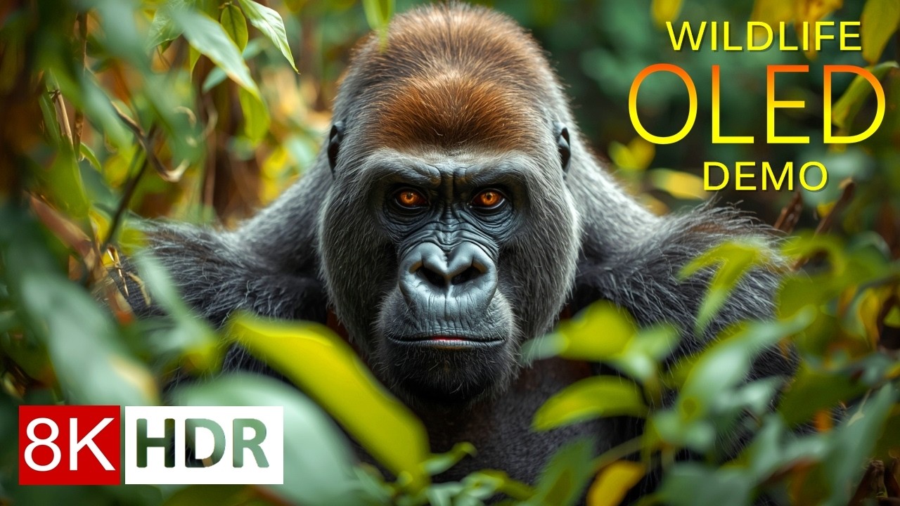 WILD ANIMALS 8K HDR – Wildlife OLED Demo for 4K/8K TV