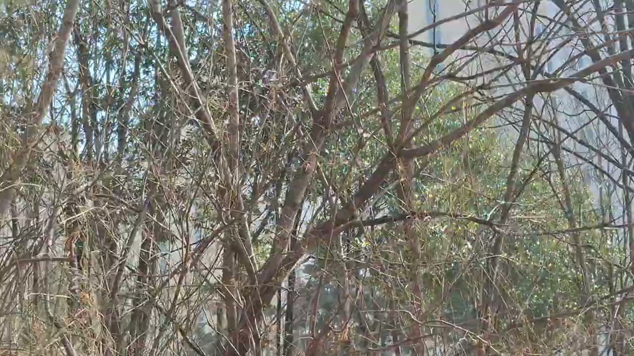 Some tree in winter ,  (CGN) 