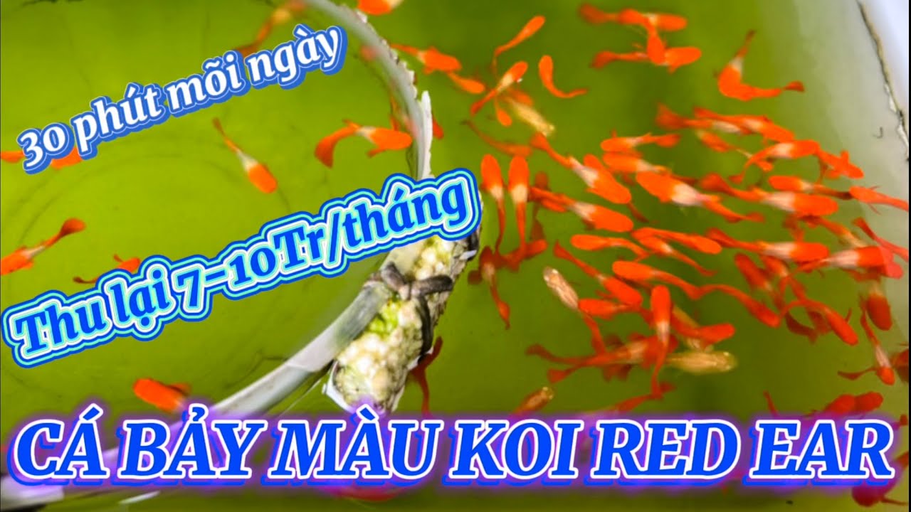 Mô hình nuôi cá bảy màu Koi Red Ear ngoài trời lên màu đẹp