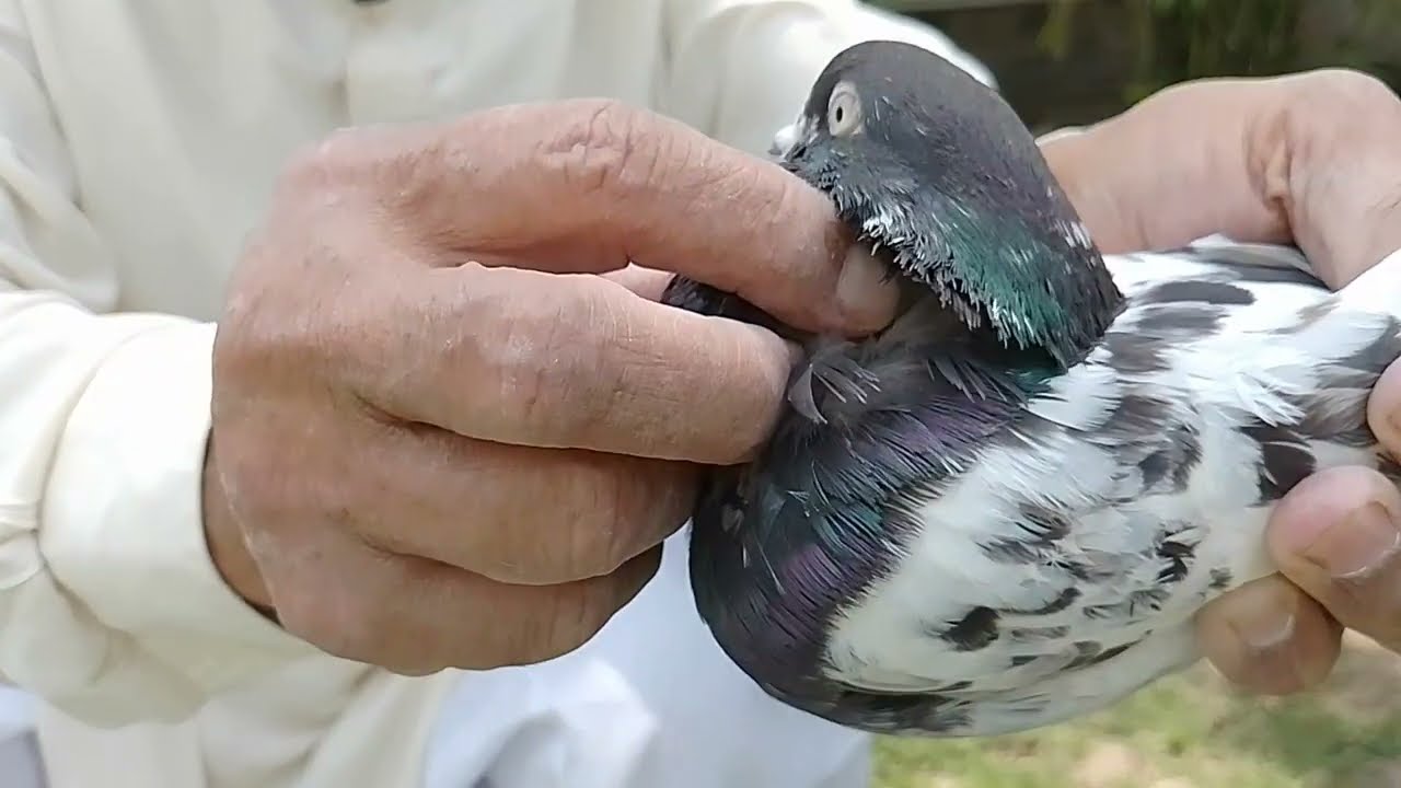 BANKAY PIGEONS PART 2