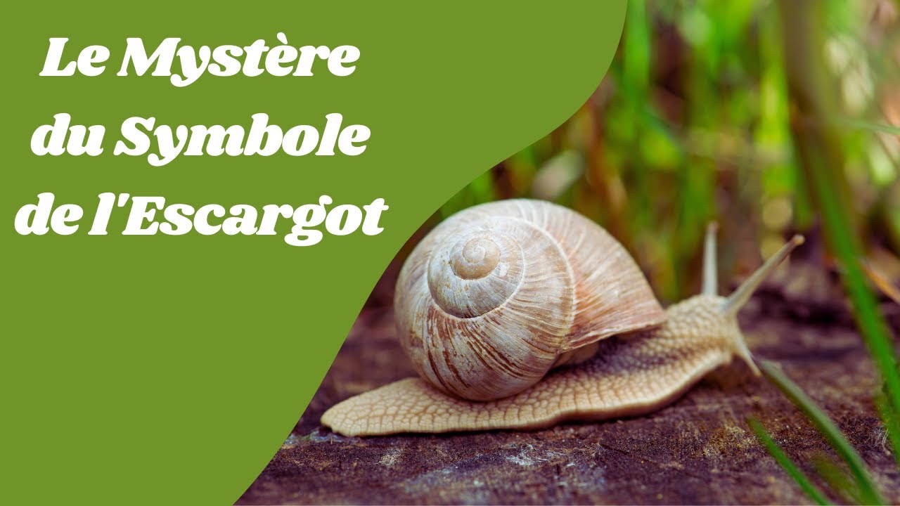 Exploration du Mystère de l'Escargot : Découvrez le Symbolisme Caché !
