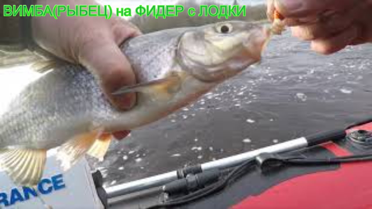 ВИМБА(РЫБЕЦ) на ФИДЕР с ЛОДКИ