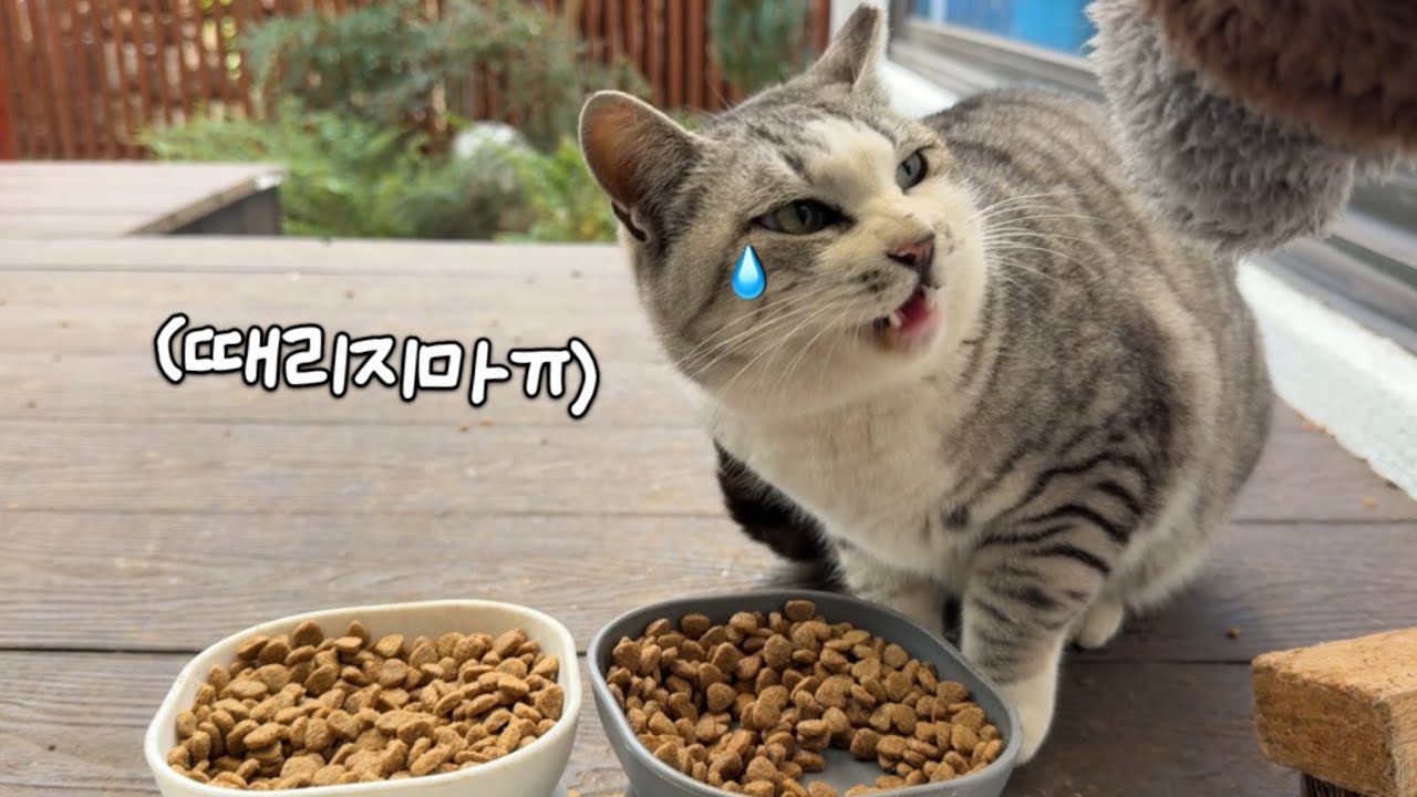 암컷만 패는 남미새 고양이