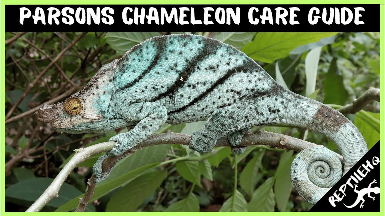 Parsons Chameleon Care Guide - Everything You Need To Know For Your Pet Reptile