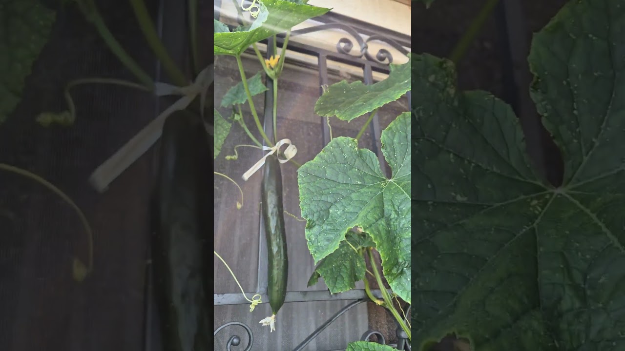 TERRA DEL SOLE FAETANO REPUBBLICA DI SAN MARINO #vegetables #ortaggi #cetriolo #peperoni #sanmarino