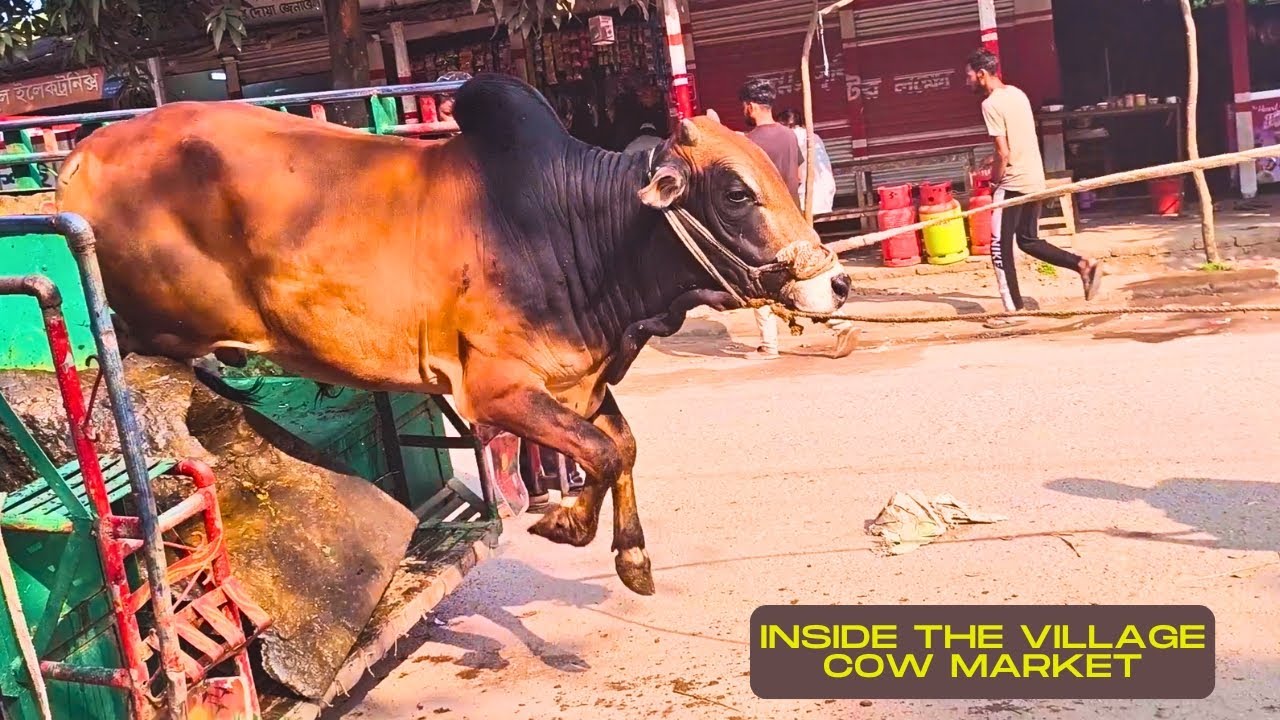 Village Cow Market Day  Calm Unloading Scene