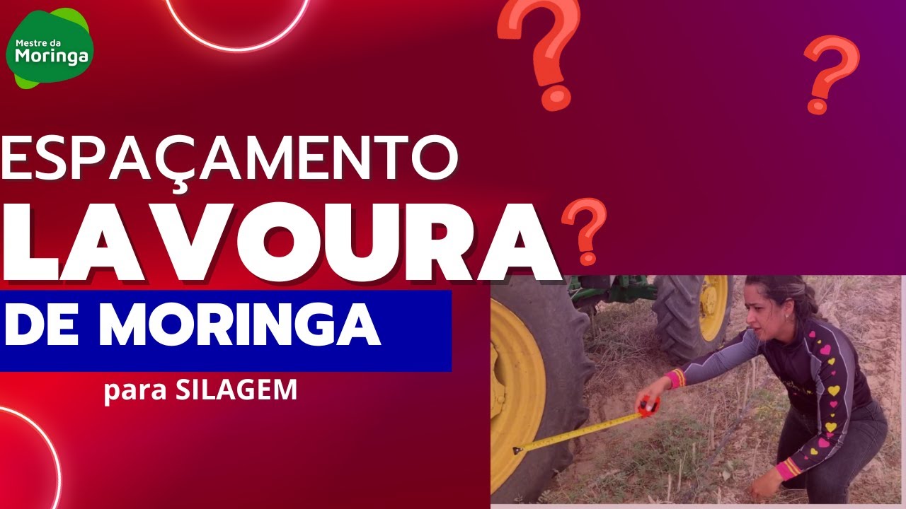 Espaçamento da moringa para silagem