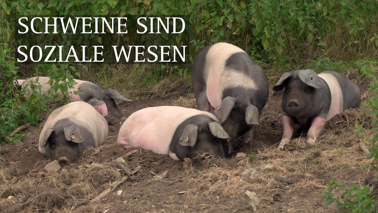 So Leben unsere Schweine