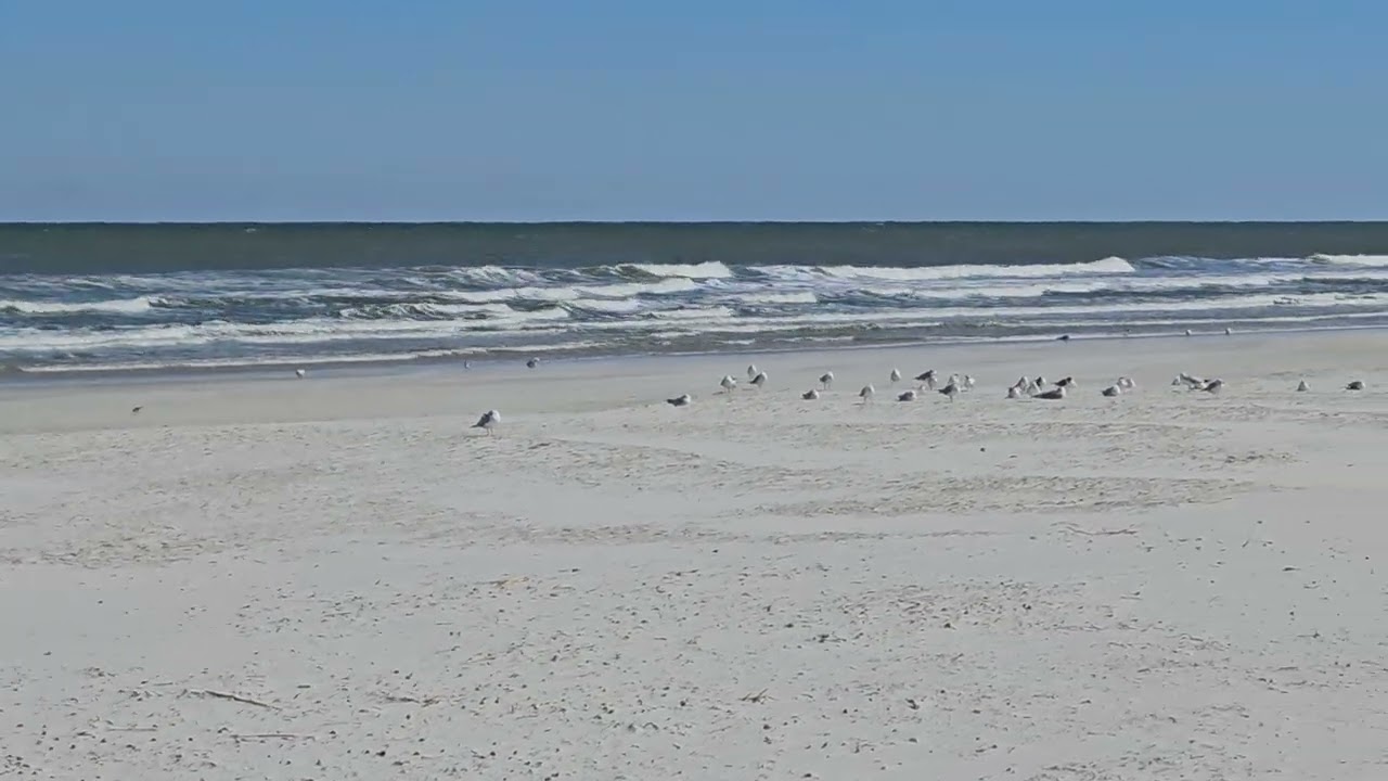 Beach Life