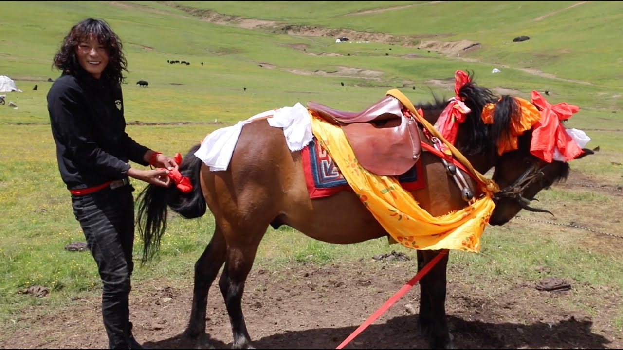 Tibetan horse ranch
