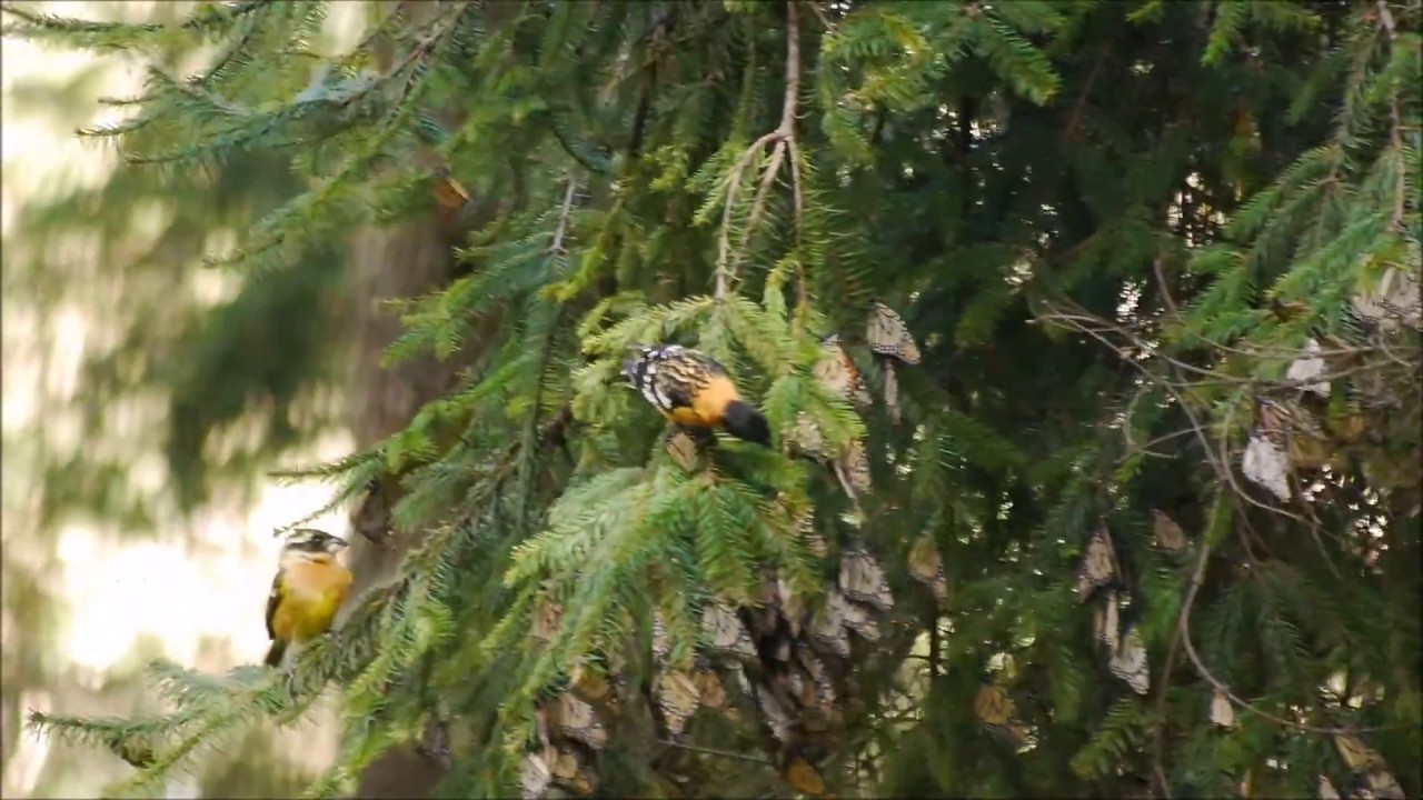 Birds Eating Monarch Butterflies