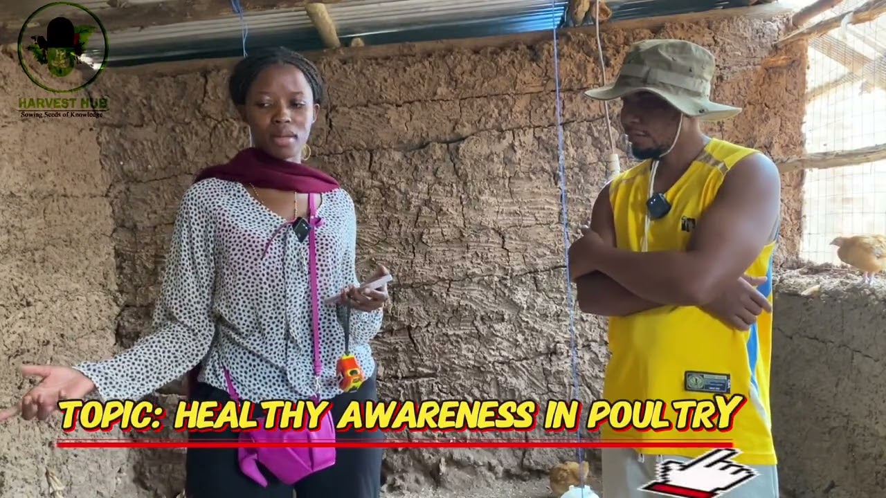 Follow These Simple Procedures To Keep Your Birds Free From Cough.