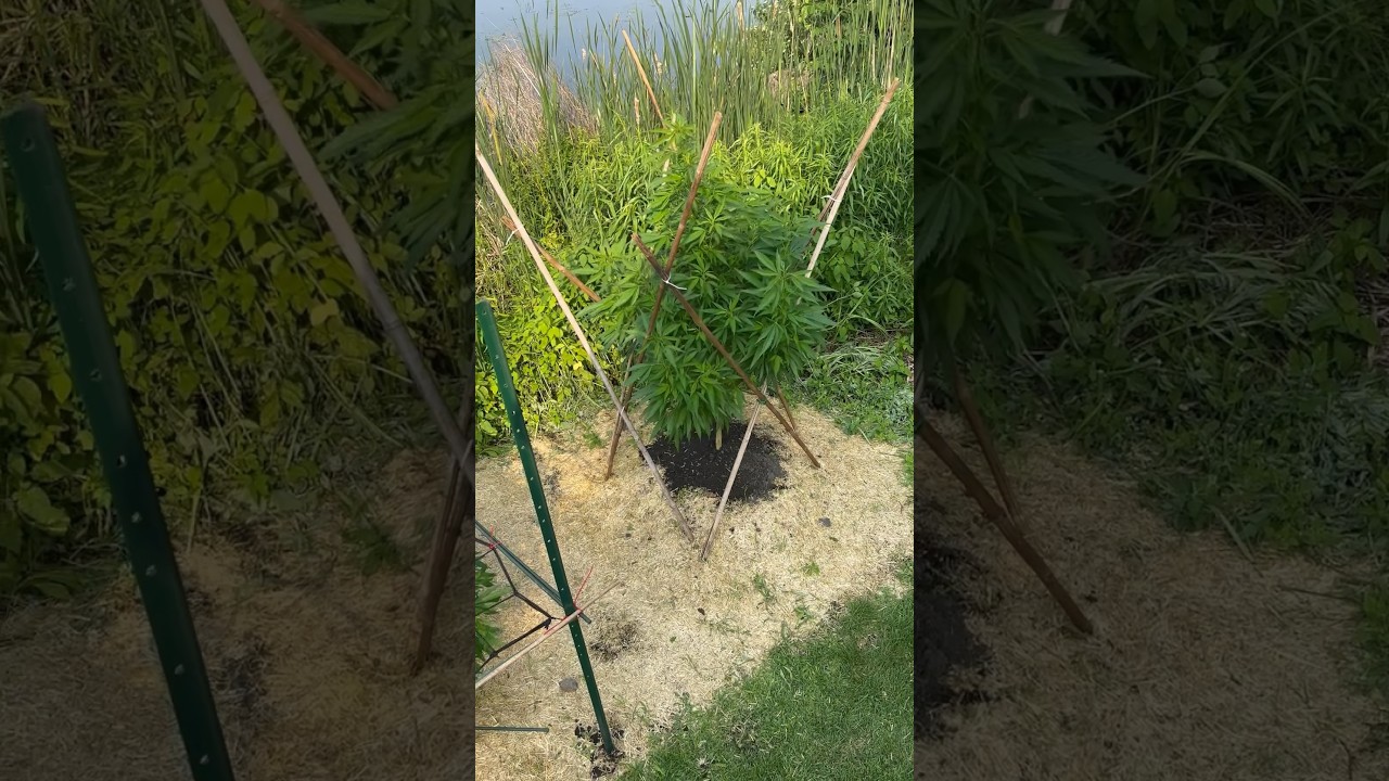 &ldquo;It&rsquo;s Not Too Late to Climb Aboard&rdquo; ODG&rsquo;s 2023 Outdoor Ganja Grow on Pirateboarder Life #growyourown