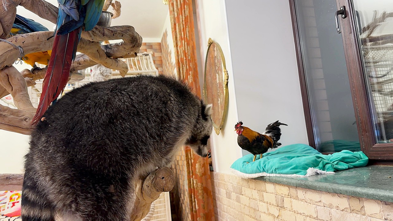 Marcel the raccoon wanted a rooster, but he couldn't get it.