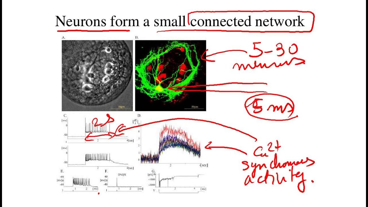 Holcman: Introduction Class about  applied mathematics and Computational Biology