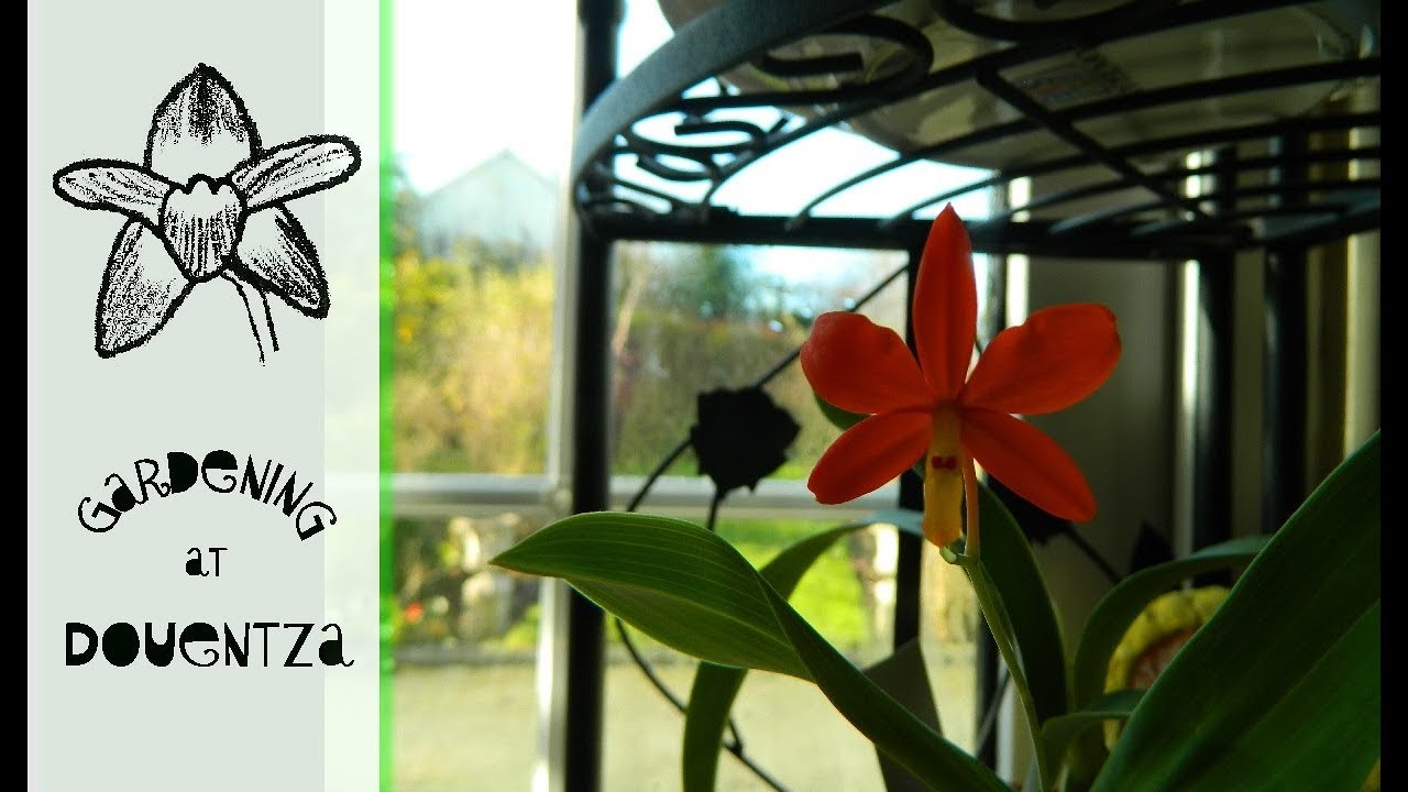 Complete Cattleya Update - species & hybrid
